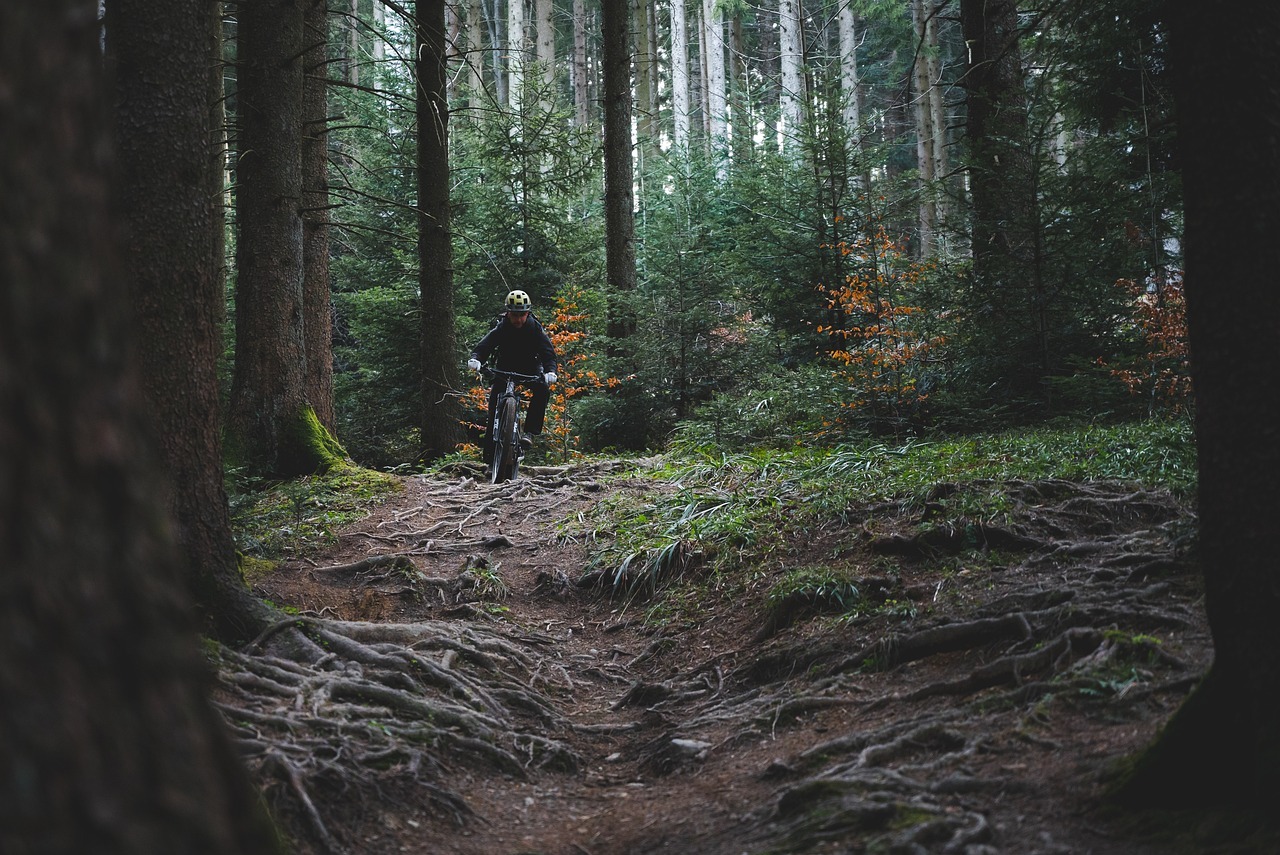 trail riding, trail cycling, forest, woods, bike ride, nature, mountain biking, trail, mountain bike, sports